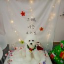 늘이쁘개 이미지