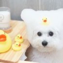 테일러쉬