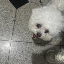 후찌양 이미지