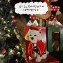 전주 근교 김제 애견동반 카페 오늘여기 정보 및 방문 후기