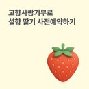 설향이야기 | 고향사랑기부제 방법 완벽 가이드 : 설향 딸기 사전예약까지