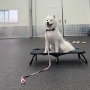 올 마스터 독 이미지