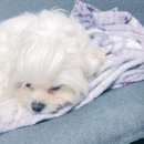 미용하는 퍼피마미 이미지