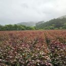 지리산들깨농부