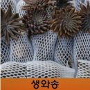 상주달구나곶감&와송나라