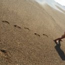 사나래카라반 이미지