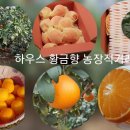 황금향 이미지