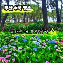 송림숲화장실 | 부산 수국 명소 해운대 송림공원 6월 실시간 개화 현황과 가볼만한곳 추천 이유