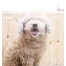 퍼피앤캣 이미지