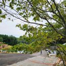 라라랜드 풀빌라 | 대부도풀빌라 애견동반 가족 독채펜션｜라라랜드