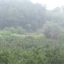 역구산농장 | 블랙초코베리 농장 다녀왔어요~