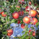 천해농장 이미지