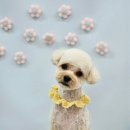 원펫살롱 이미지