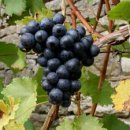 성원농산 이미지