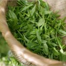 녹차농원 이미지