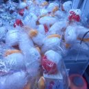 럭키오락실 이미지