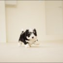 아담스펫 강아지분양 고양이분양 인천본점 이미지