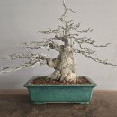 손질한 중품 매실나무 이미지