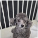 우리동네펫샵 이미지