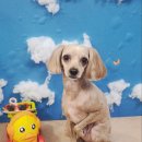 애견미용실 이미지