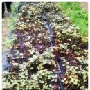 남종우농장 이미지