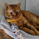 연산센터-24 | 부산고양이병원, 고양이 전문 수의사가 함께합니다 연산동물의료센터