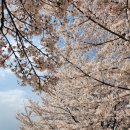 둘레길유랑 | 수원 벚꽃 명소 추천 | 만석공원 벚꽃 만개