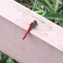 죽정습지 이미지