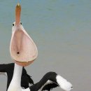 펠리칸 이미지