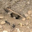 개미굴 외 / 박해람 이미지