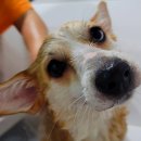 예림숯불갈비 이미지