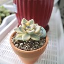 살구미농장 이미지