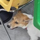 니멍내멍 이미지