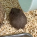 햄스터 분양 로던트 클럽 충남점 이미지