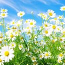 데이지(daisy) 이미지
