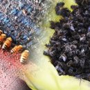 하늘농장4 이미지