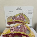 이정복 | 진주 이정복 모유 성 클리닉에서 단유 마사지 받은 후기