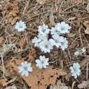 산음가 1-428 귀여운 흰노루귀꽃 정격 단시조/반산 한상철 이미지
