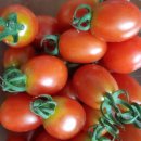 토마토세탁 이미지