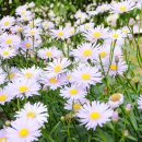 건들내민박 이미지