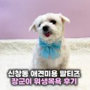 장군의땅 | 신창동 애견미용 3살 말티즈 장군이 위생목욕 후기