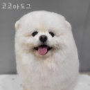 코코아도그 이미지