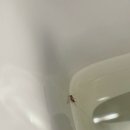 최악이었던 세부 리조트 ㅅ** 세부 리조트 솔직후기. 저장해놓고 여기는 피해가세요. 내돈내산 세부...