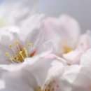 스마트폰사진인화 - 광주시 경안로25번길 14 | 스마트폰사진인화