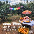 연달아 | 서귀포 남원 카페 내노키카페 I 제주 귤따기 체험하고 수제푸딩까지! 아이와함께 후기