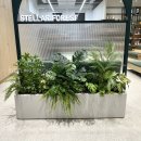 실내 조경의 정석 🌿 희망별숲 카페 라운지 입구 몬스테라 대형 플랜트박스 조화 시공 후기