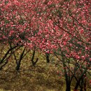 매화2공원 이미지