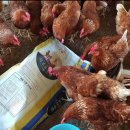 정란농장 이미지