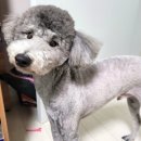 마이티그루밍 이미지