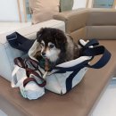 나인동물의료센터 이미지